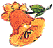 kleine Glockenblume