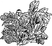 Josef Broukal